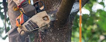 Best Tree Preservation Services  in Leominster, MA