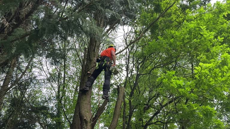 Best Hedge Trimming  in Leominster, MA