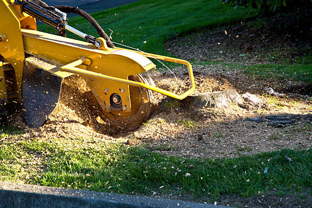 Best Tree and Shrub Care  in Leominster, MA